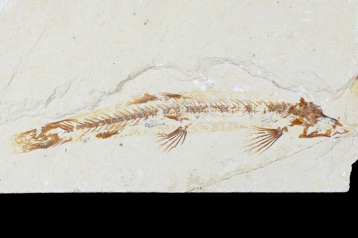 Rare, Cretaceous Fossil Fish (Charitopsis) - Lebanon #173367